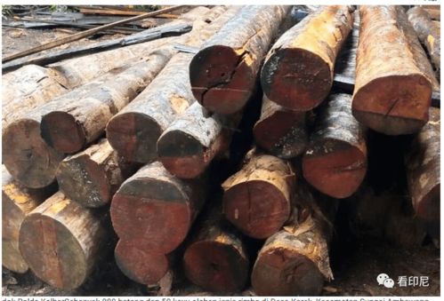 疫情下的多維沖擊 死亡數(shù)據(jù)、政治問責(zé)與個體遭遇